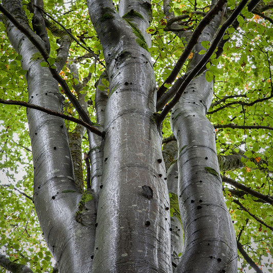 Silver Birch